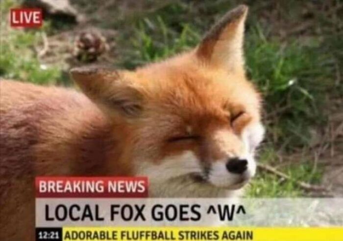Cute Fox Makes The News