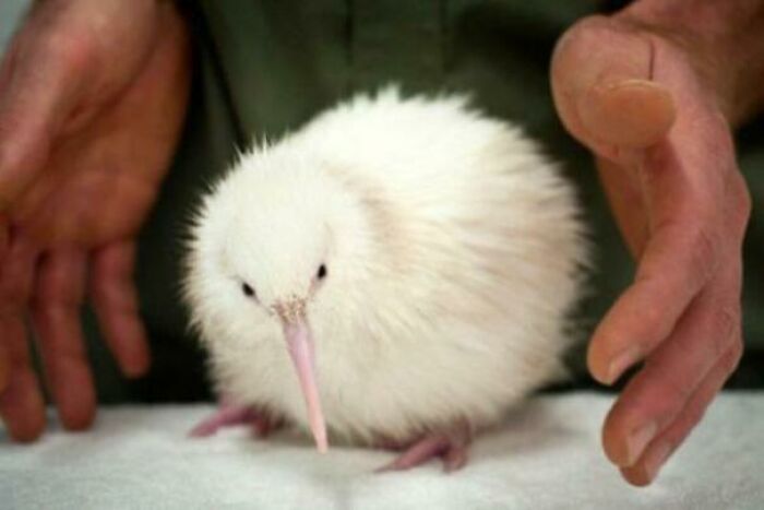 Everyone Stop What You’re Doing And Look At This Albino Kiwi 🥝