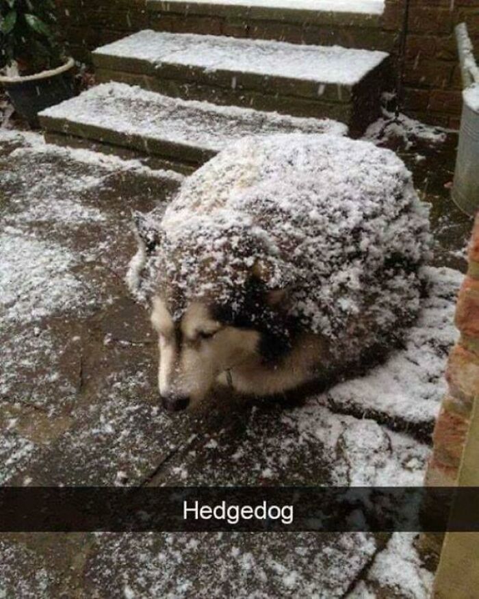 Blessed Hedgedog