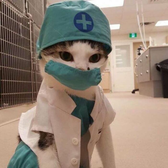 Este gato te protege de las enfermedades