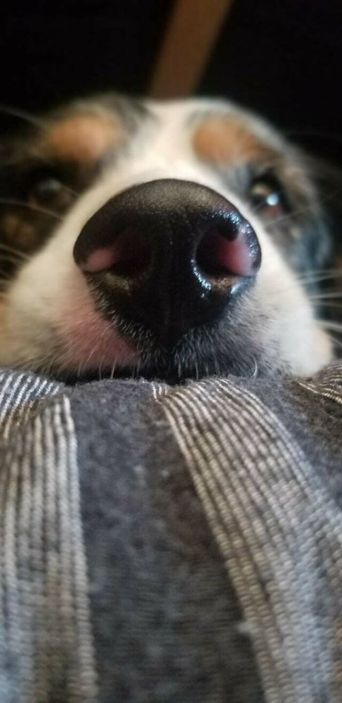 This Is Cowboy. His Snoot Is Primed For Booping. (One Upvote = Two Boops)