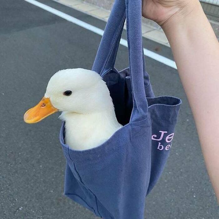 A Duck In A Bag Totally A M A Z I N G