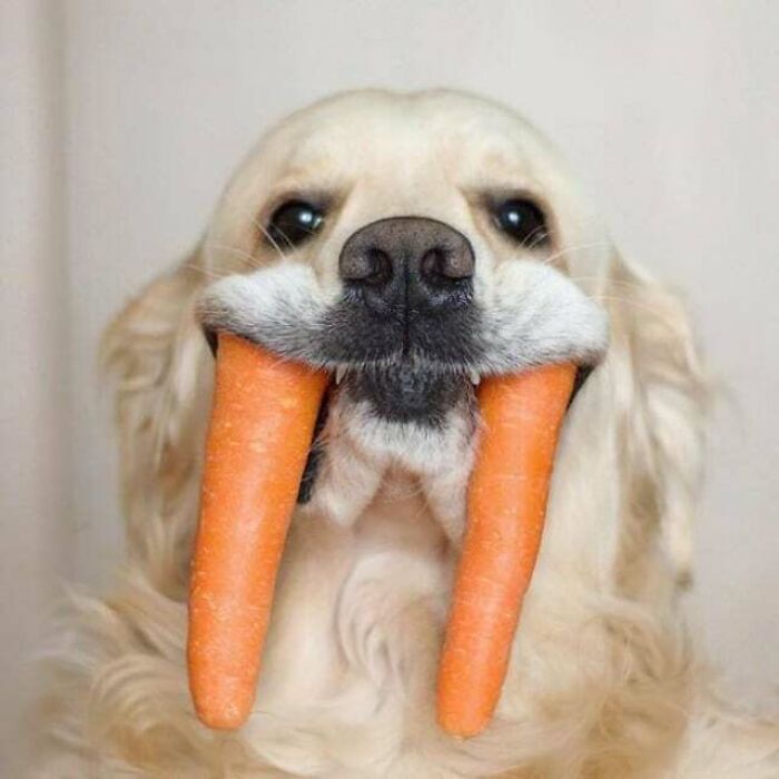 This Walrus Dog I Found While Looking At Memes.️