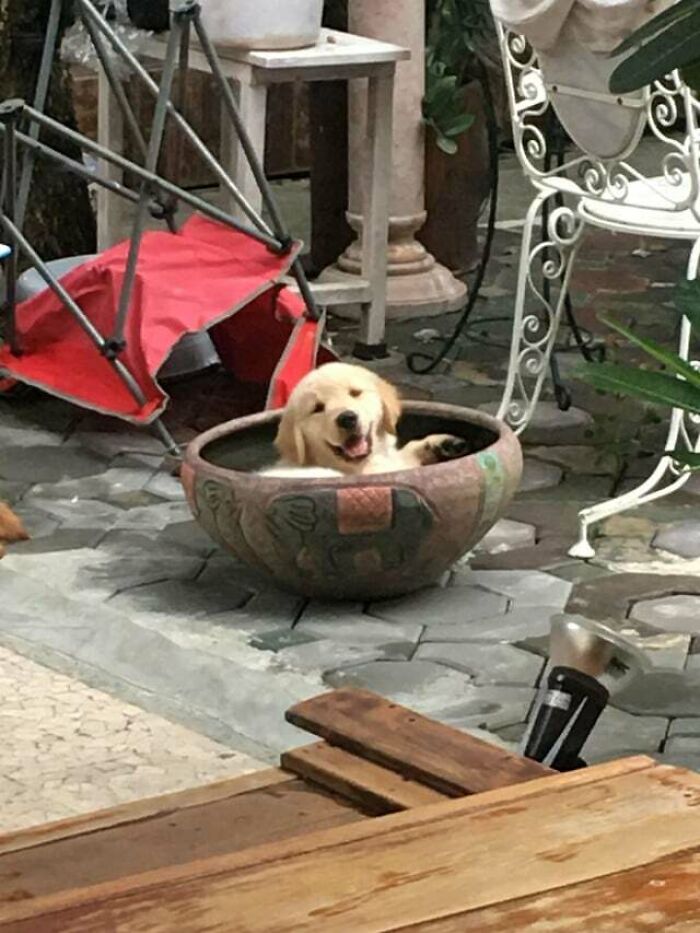 My Dog Is Happy In That Bowl