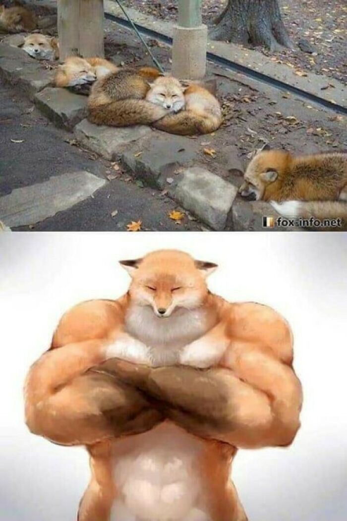 Blessed Strong Fox