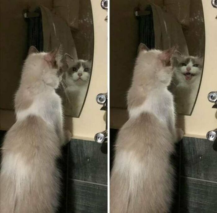 Gato viéndose en el espejo por 1ª vez