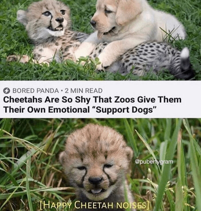 Happy Cheetah Noises