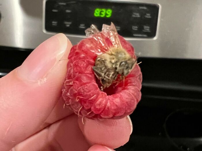 There's A Bee In A Raspberry