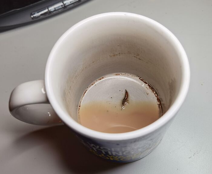 Finding Out That My Delicious Mug Of Tea Was Actually Earwig Tea