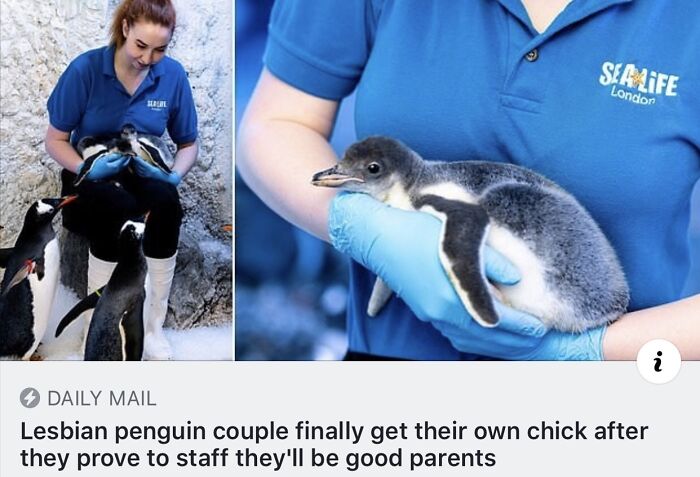 Lesbian Penguins Are So Progressive