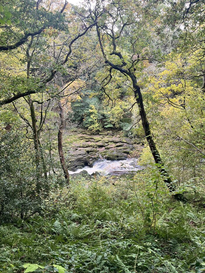 Strid Wood, Featuring The Strid. The Most Dangerous Stretch Of Water In The World