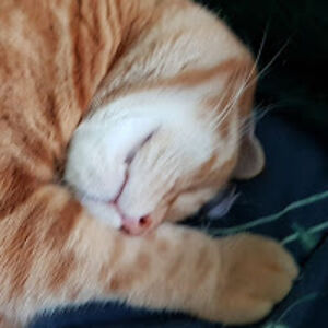 claudiehaglund avatar