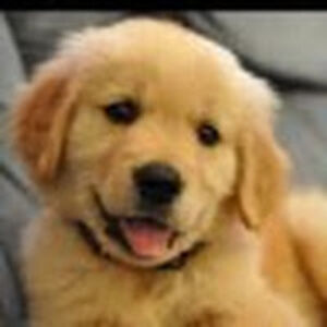 shanefosbenner avatar