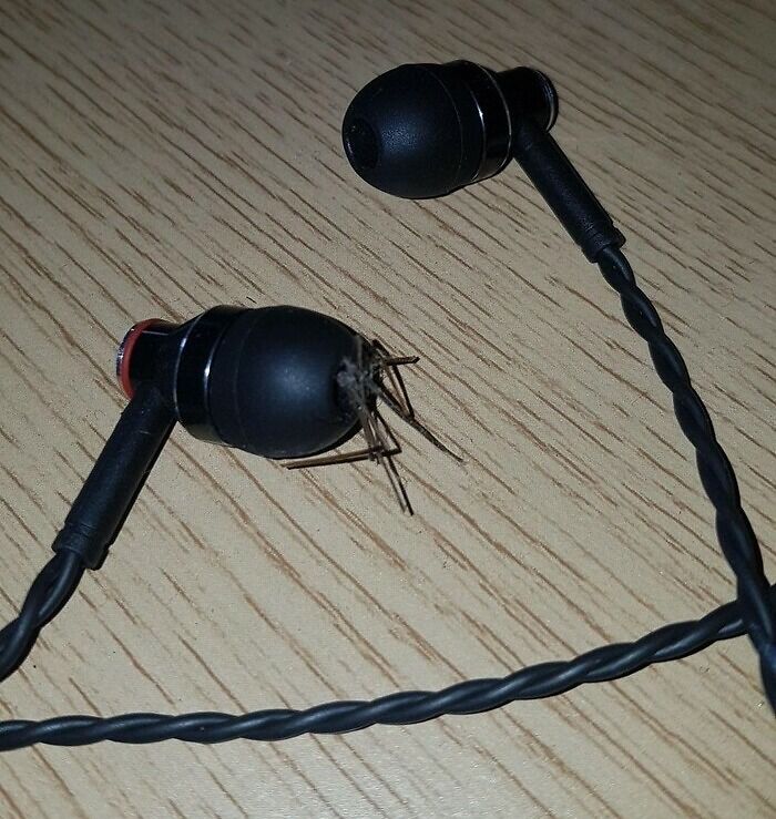 That's Why I Check My Earphones Every Time Before I Put Them On, The Same Goes For My Shoes