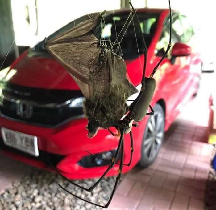 Golden Orb Spider Eating A Micro Bat In Australia 