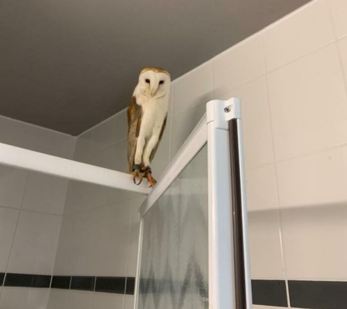 Housekeeping Staff Found An Owl In The Room Of A Guest That Checked-Out Yesterday