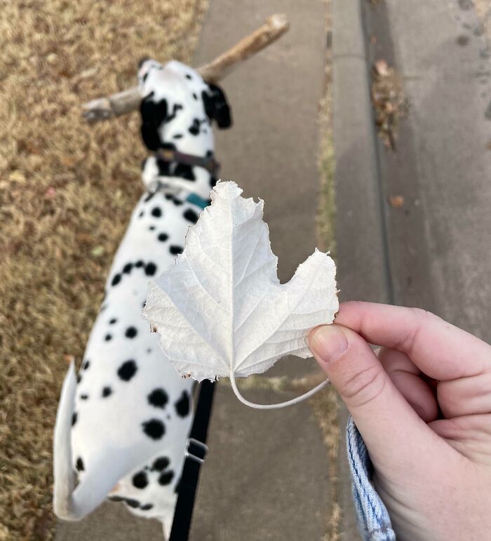 This Perfectly White Leaf I Found On Our Walk
