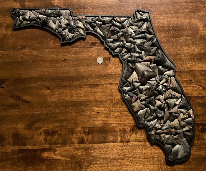 I Made A Florida With All Of The Broken Shark Teeth I Found This Year. Quarter For Scale