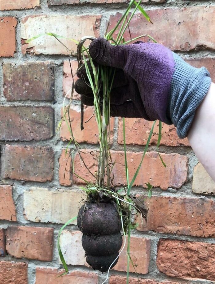 My Girlfriend Found My Dog’s Old Kong With A Plant Growing Out Of It