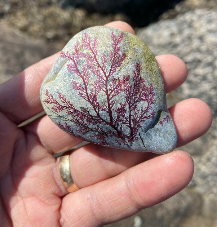 He encontrado una piedra con algas secas incrustadas