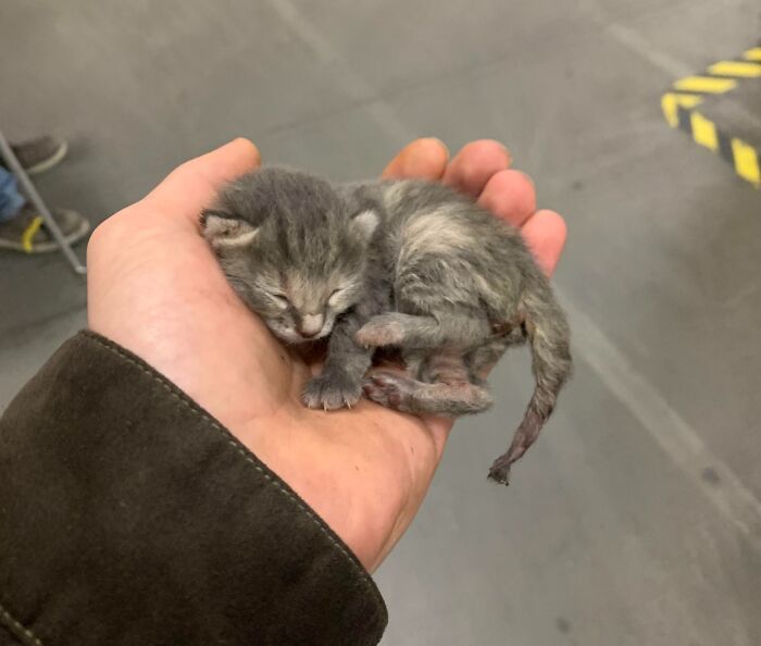 Found A 1-Day-Old Kitten In The Engine Bay Of Our Truck At Work