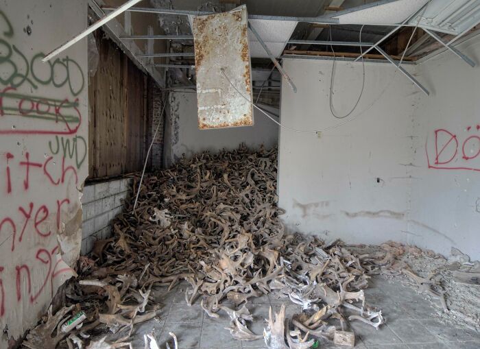 Hundreds Of Antlers I Found In A Room Of An Abandoned Factory In Ontario, Canada