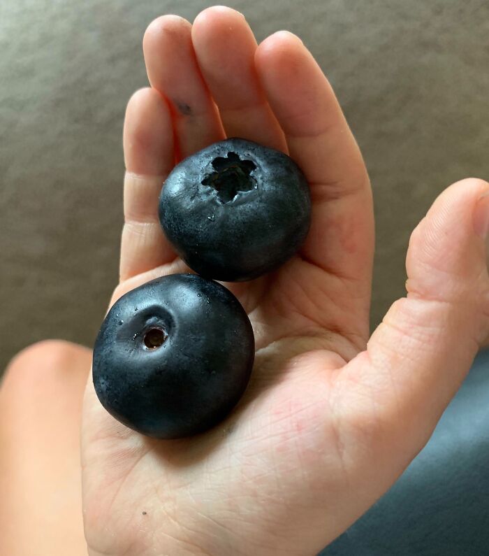 These Huge Blueberries I Found