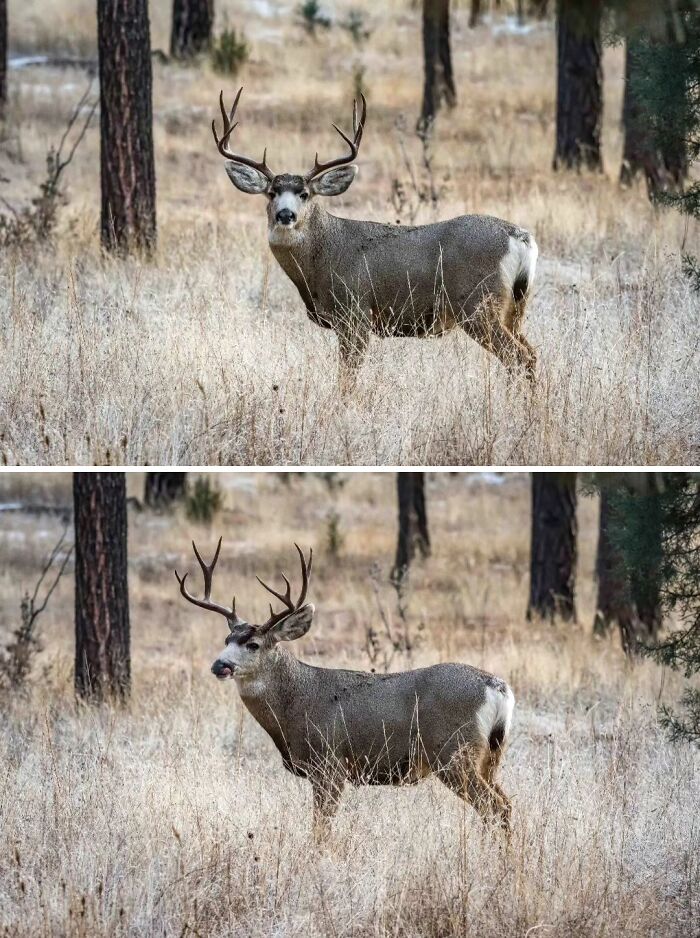 It's Gorgeous To See One Of These Antlered Beauties First Thing In The Early Morning. Mule Deer Are My Favorite Deer