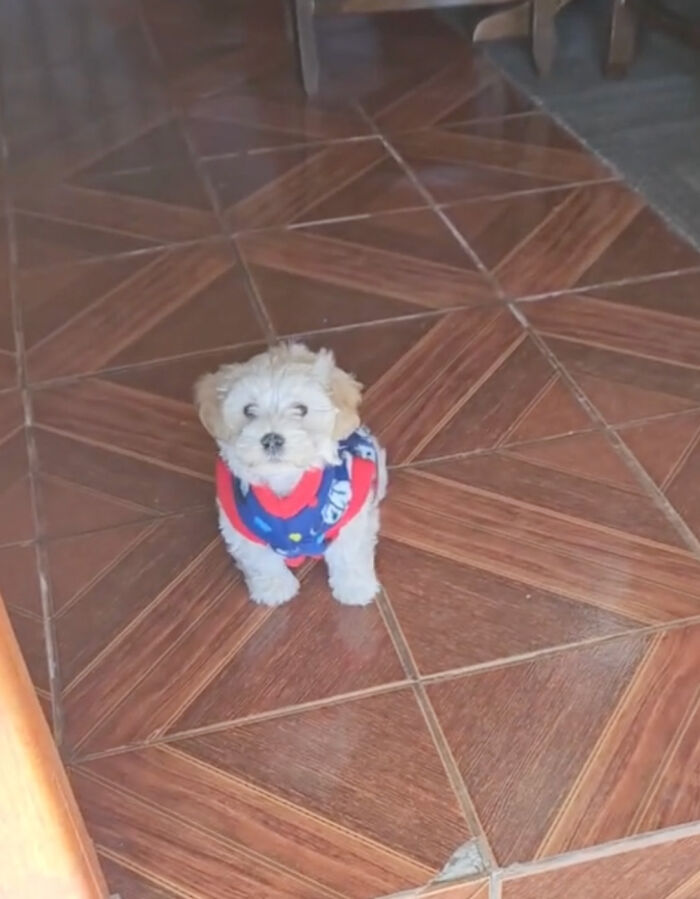 Granddaughter Gives Her 96 Y.O. Grandpa A Puppy, Sees His Remarkable Transformation Granddaughter Gives Her 96 Y.O. Grandpa A Puppy, Sees His Remarkable Transformation