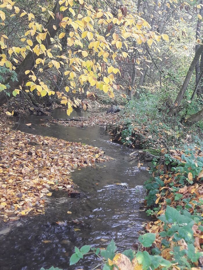 Leaves Are Falling At The Creek Behind Our House