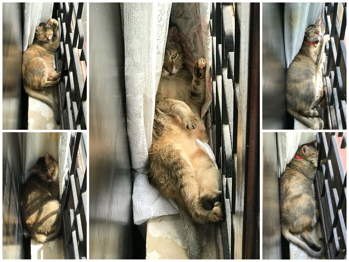 Guess This Is Her Favourite Sleeping Place! It’s Between A Large Drawer And A Window. Photos Were Taken Over 2 Years. Yes, She Was Awoken In The Middle Photo And Was Less Than Amused About It!