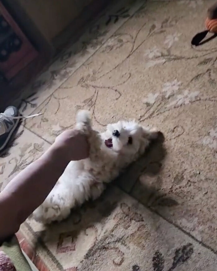 Granddaughter Gives Her 96 Y.O. Grandpa A Puppy, Sees His Remarkable Transformation Granddaughter Gives Her 96 Y.O. Grandpa A Puppy, Sees His Remarkable Transformation