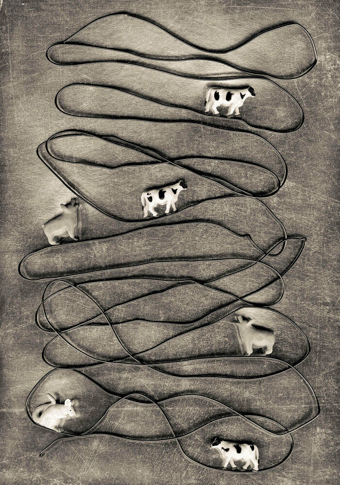 The Wire By Liliane Schwab