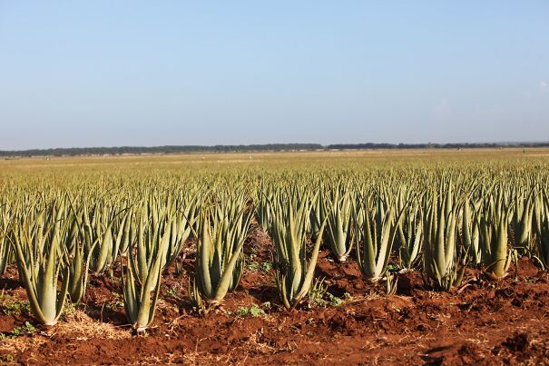 AloeVeraForeverLiving.jpg