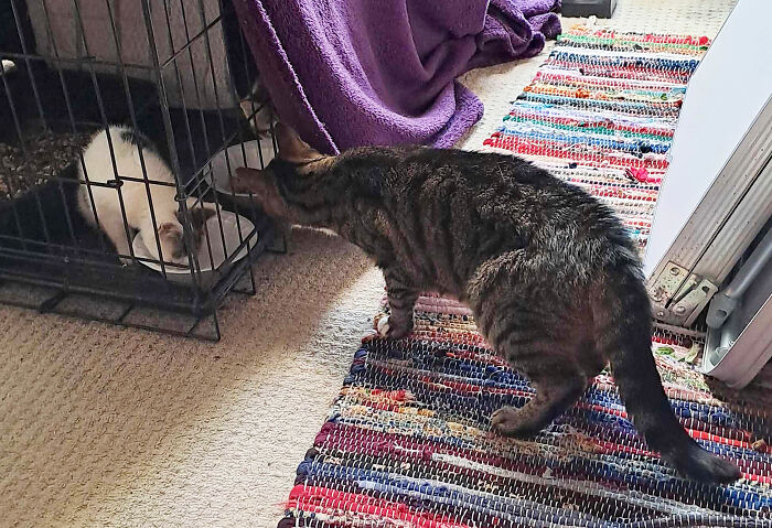 Our Story Of Adopting Two Feral Kittens Our Story Of Adopting Two Feral Kittens