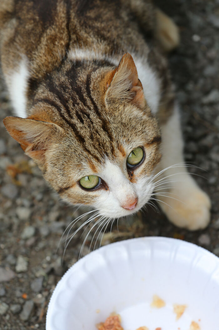 Our Story Of Adopting Two Feral Kittens Our Story Of Adopting Two Feral Kittens