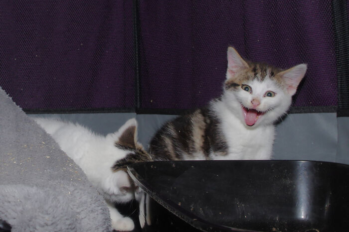 Our Story Of Adopting Two Feral Kittens Our Story Of Adopting Two Feral Kittens