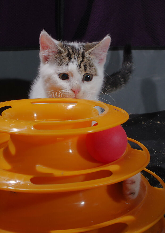 Our Story Of Adopting Two Feral Kittens Our Story Of Adopting Two Feral Kittens