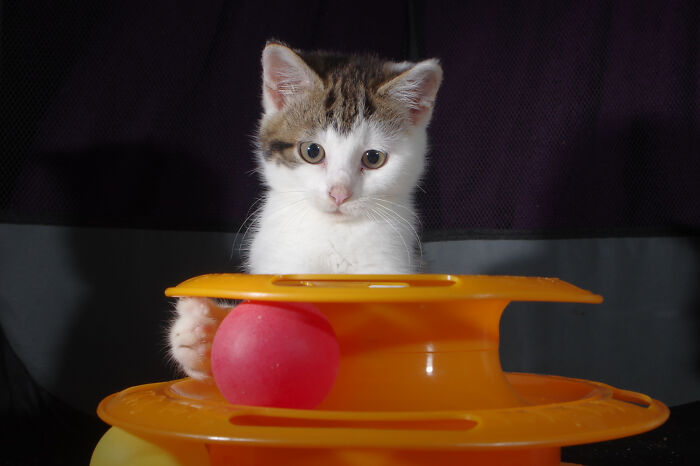 Our Story Of Adopting Two Feral Kittens Our Story Of Adopting Two Feral Kittens