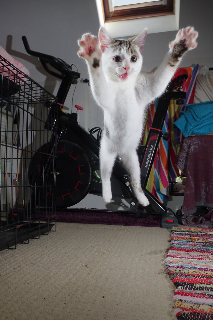 Our Story Of Adopting Two Feral Kittens