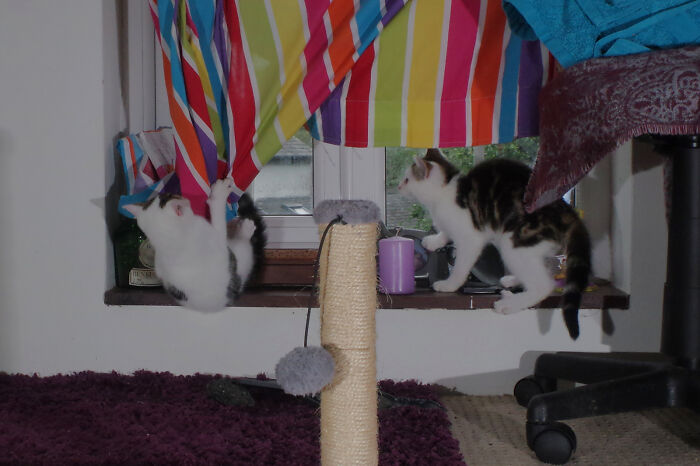 Our Story Of Adopting Two Feral Kittens Our Story Of Adopting Two Feral Kittens