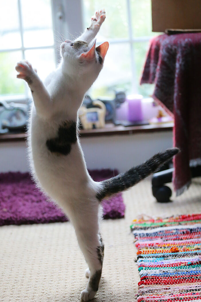 Our Story Of Adopting Two Feral Kittens