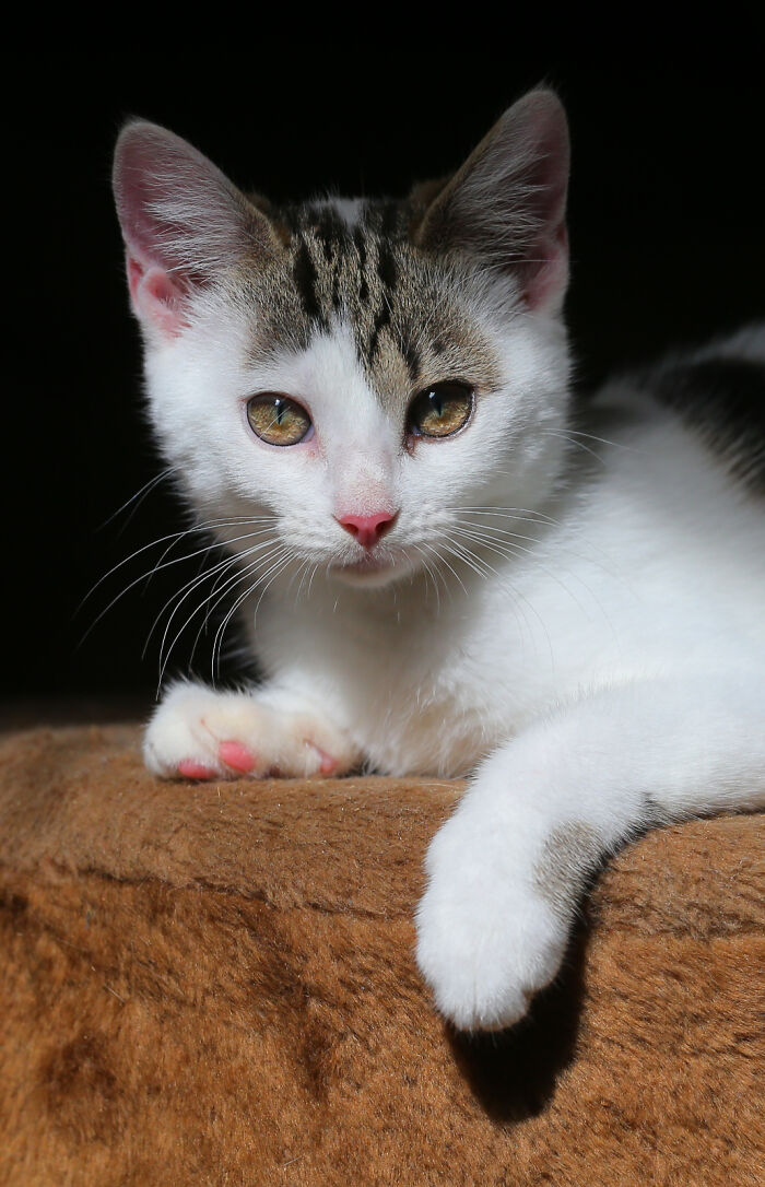 Our Story Of Adopting Two Feral Kittens Our Story Of Adopting Two Feral Kittens