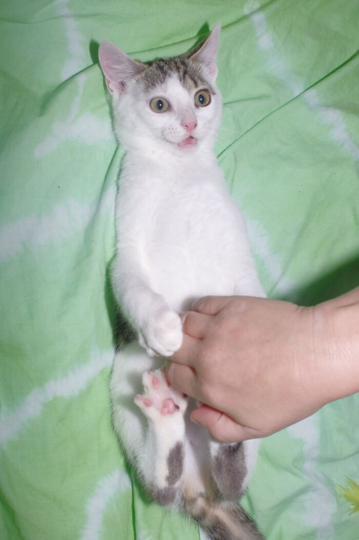 Our Story Of Adopting Two Feral Kittens Our Story Of Adopting Two Feral Kittens