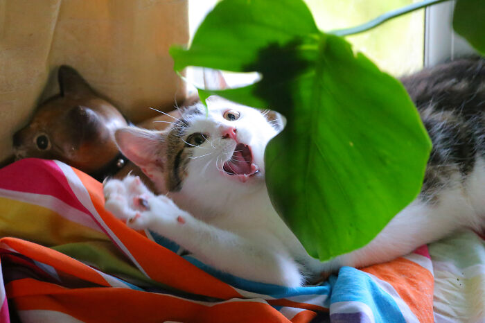 Our Story Of Adopting Two Feral Kittens Our Story Of Adopting Two Feral Kittens