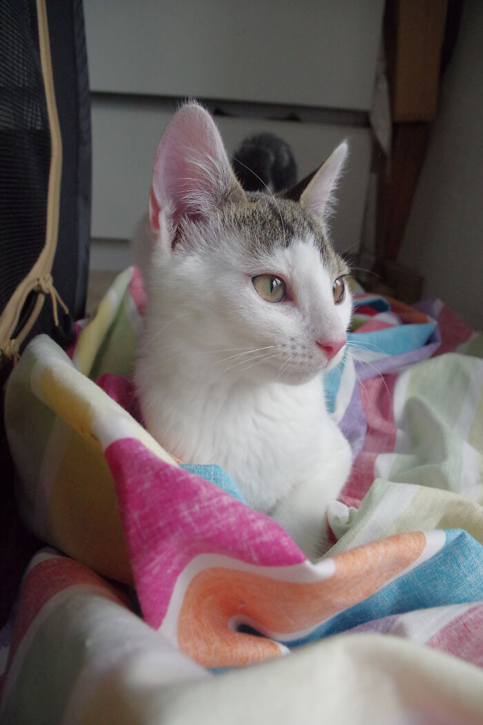 Our Story Of Adopting Two Feral Kittens