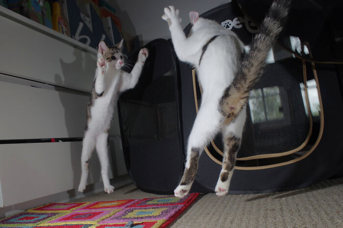 Our Story Of Adopting Two Feral Kittens