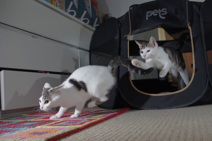 Our Story Of Adopting Two Feral Kittens