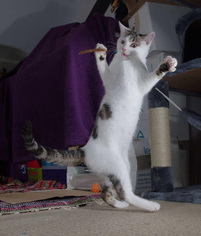 Our Story Of Adopting Two Feral Kittens Our Story Of Adopting Two Feral Kittens