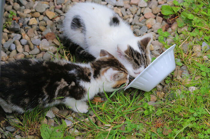 Our Story Of Adopting Two Feral Kittens Our Story Of Adopting Two Feral Kittens